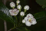 Hillside hawthorn